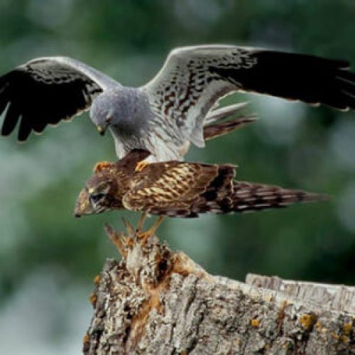 Imagen-aguilucho-cenizo-2-300x300