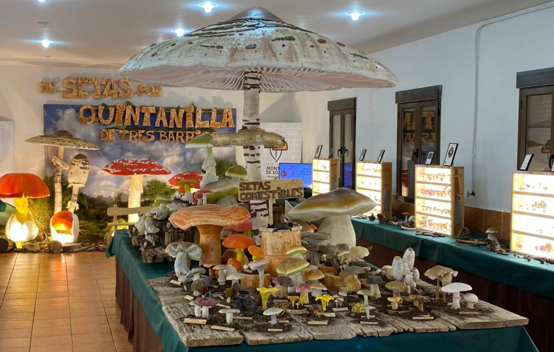 Ruta micologica y taller de reposteria en Quintanilla de tres barrios. Tursoria