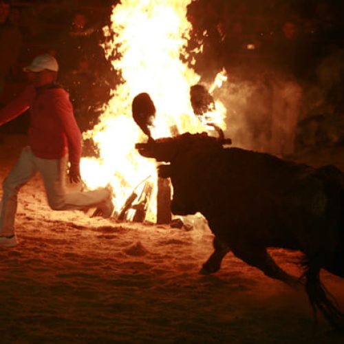 Imagen-toro-jubilo-3