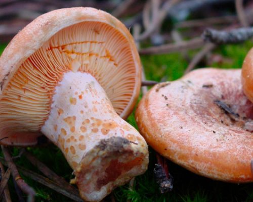 Lactarius-deliciosus-Almazan