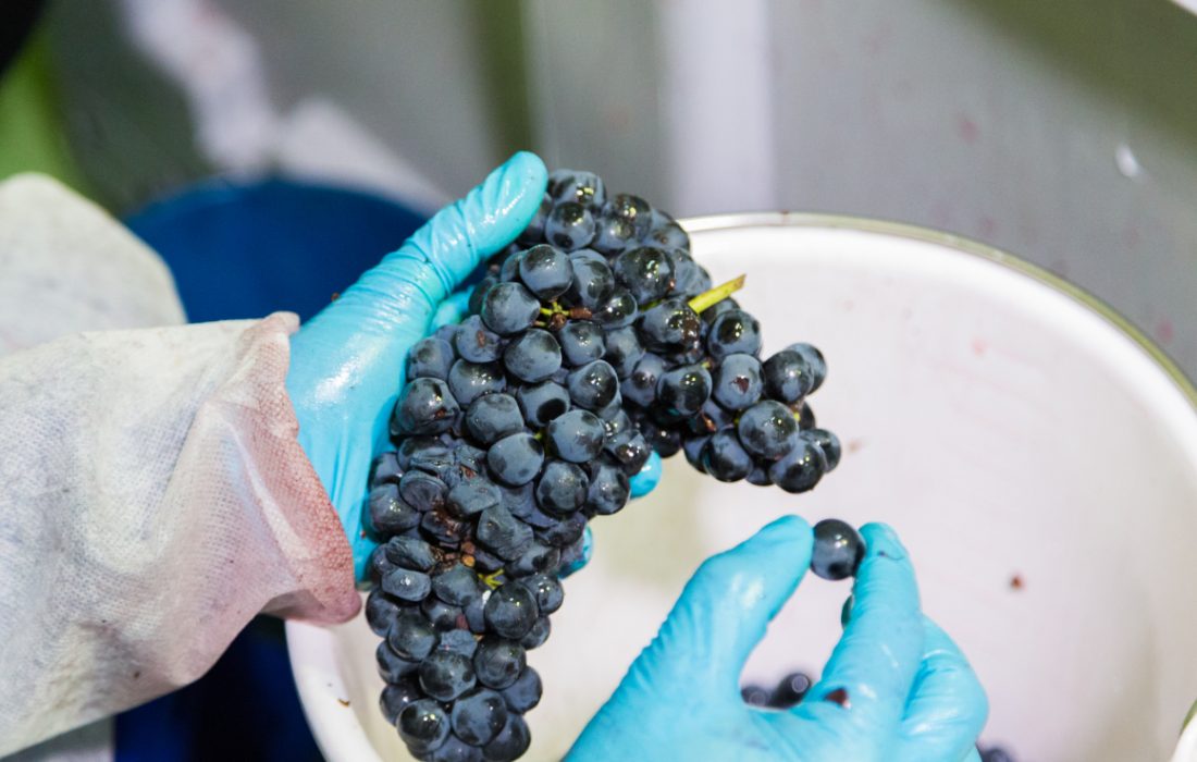 Tursoria Encuentro de viñas viejas