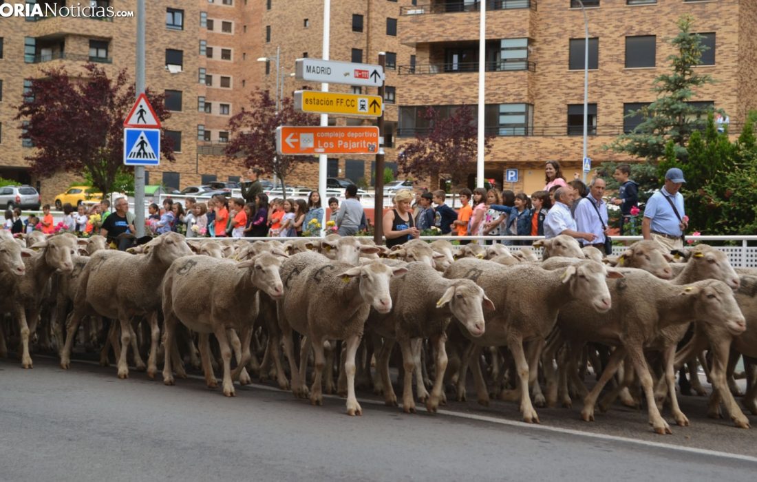 Trashumancia_240618113503