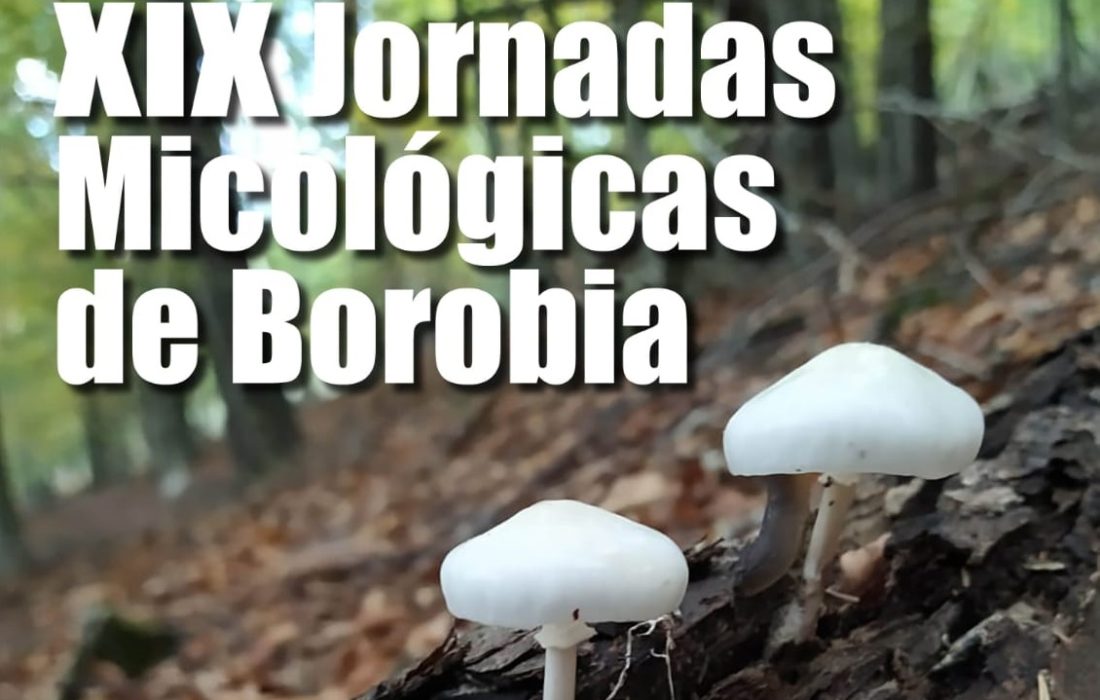 Taller cocina de micologia en Borobia. Tursoria