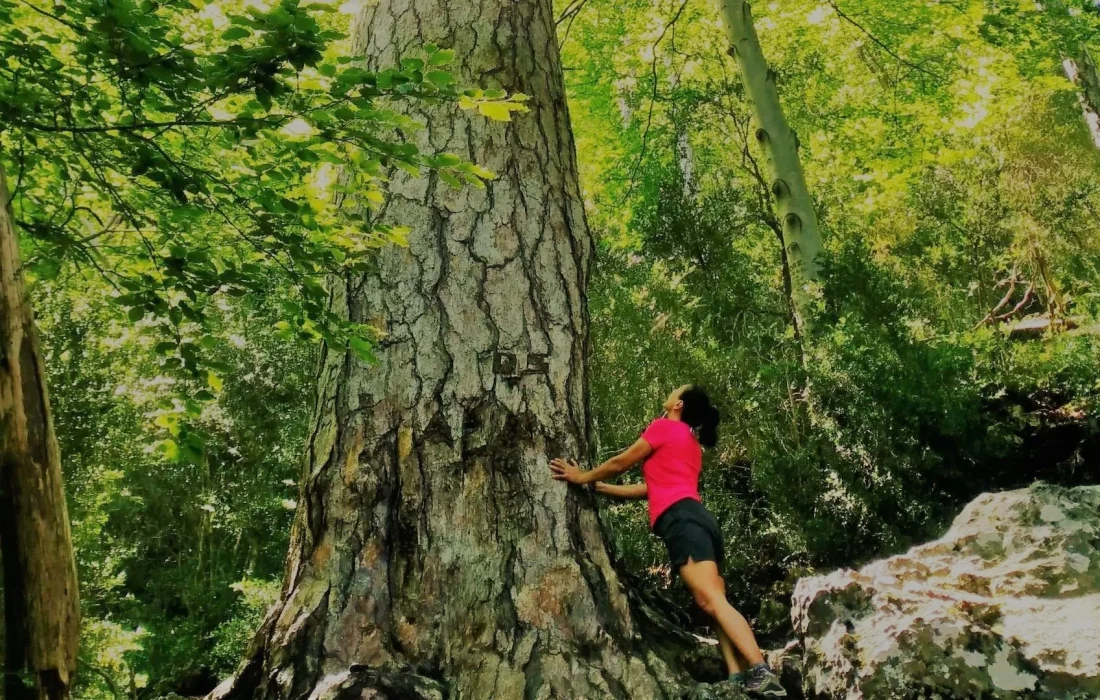 Tursoria baños de bosque