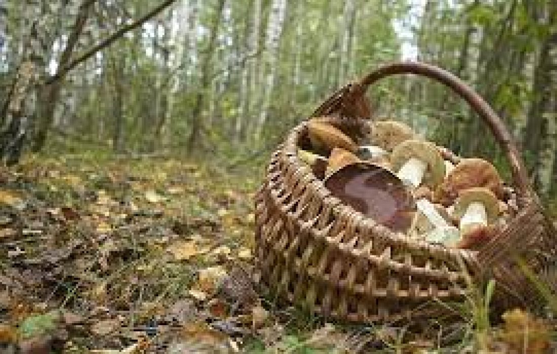 Ruta micologica y taller de reposteria en Quintanilla de tres barrios. Tursoria