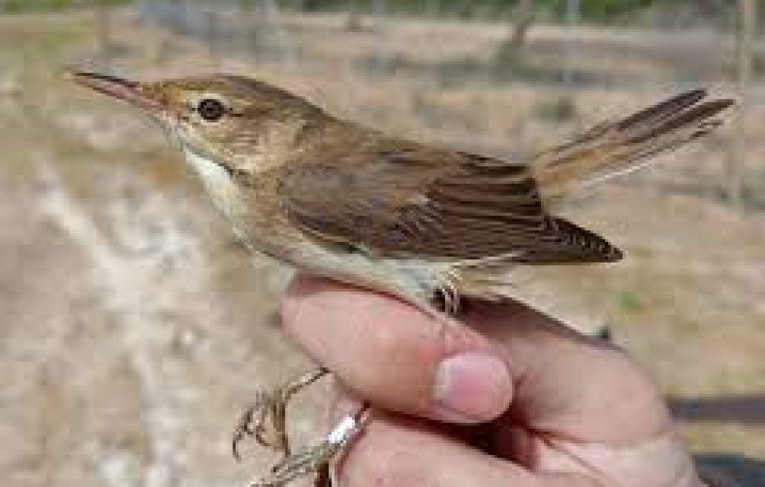 Tursoria anillamiento Yanguas