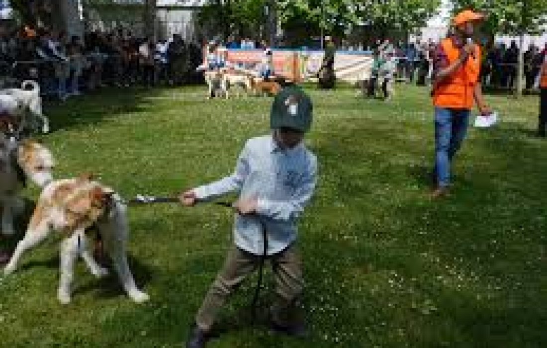 Tursoria feria de mascotas