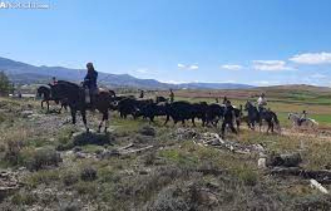 Tursoria trashumancia Agreda