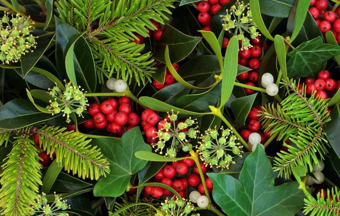 Tursoria acebo Oncala