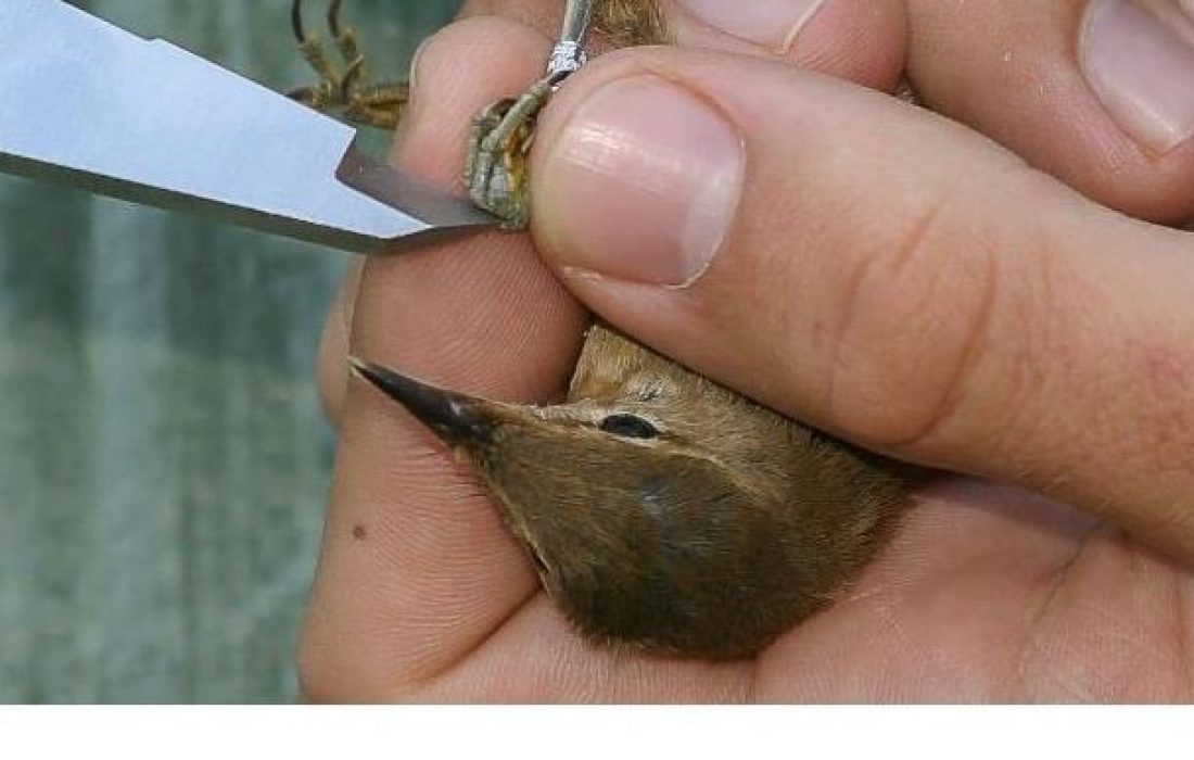 Tursoria anillamiento Yanguas