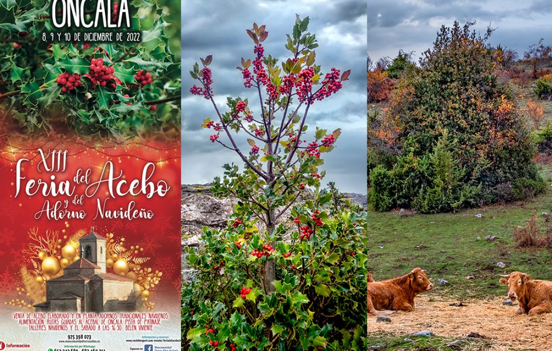 Tursoria acebo Oncala