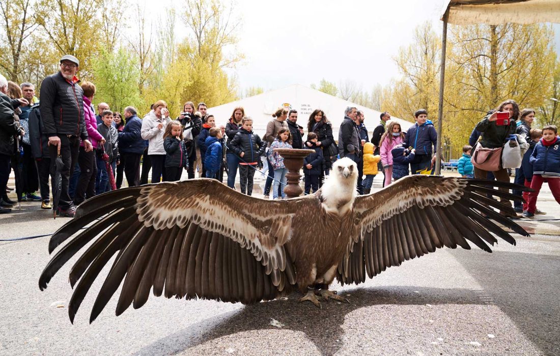 "Feria Venalmazán" en Almazán