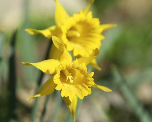 flora-fauna-valonsadero-soria-3