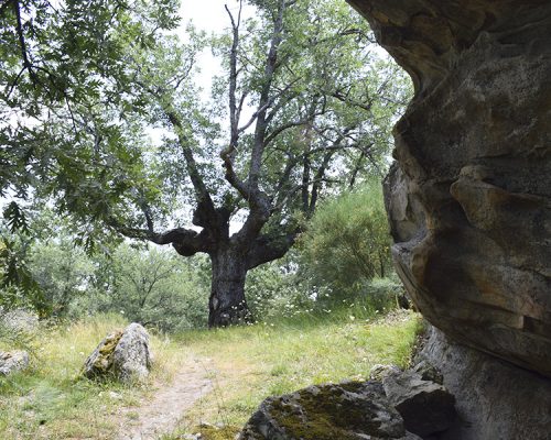 flora-fauna-valonsadero-soria