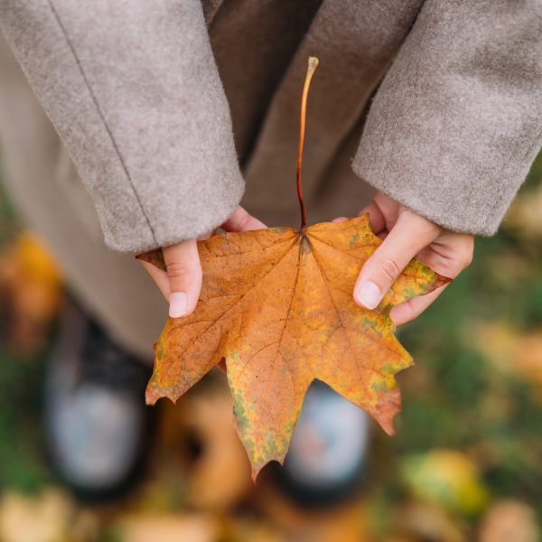 Autumn leaves in girl hands