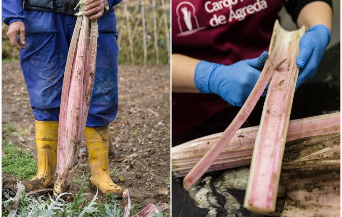 TURSORIA Jornada Cardo
