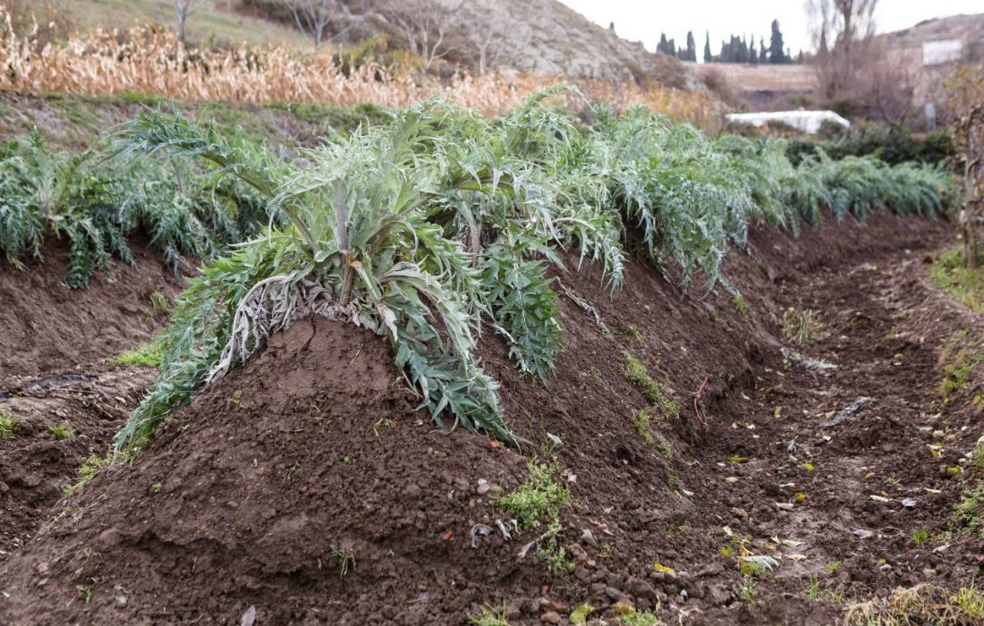 Tursoria Cardo Agreda