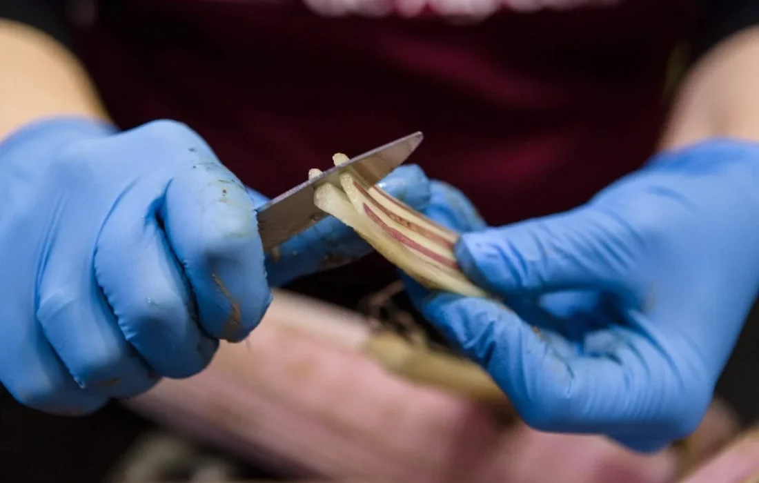 TURSORIA Jornada Cardo