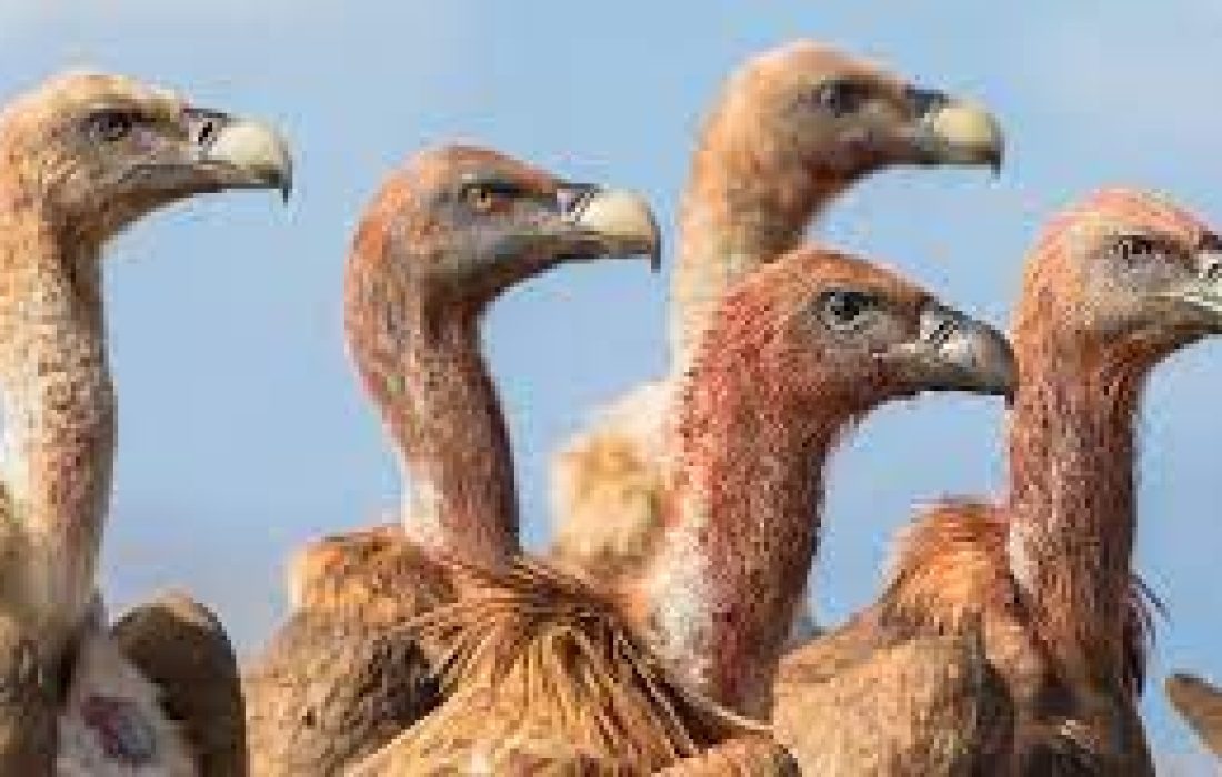 Tursoria buitres Yanguas