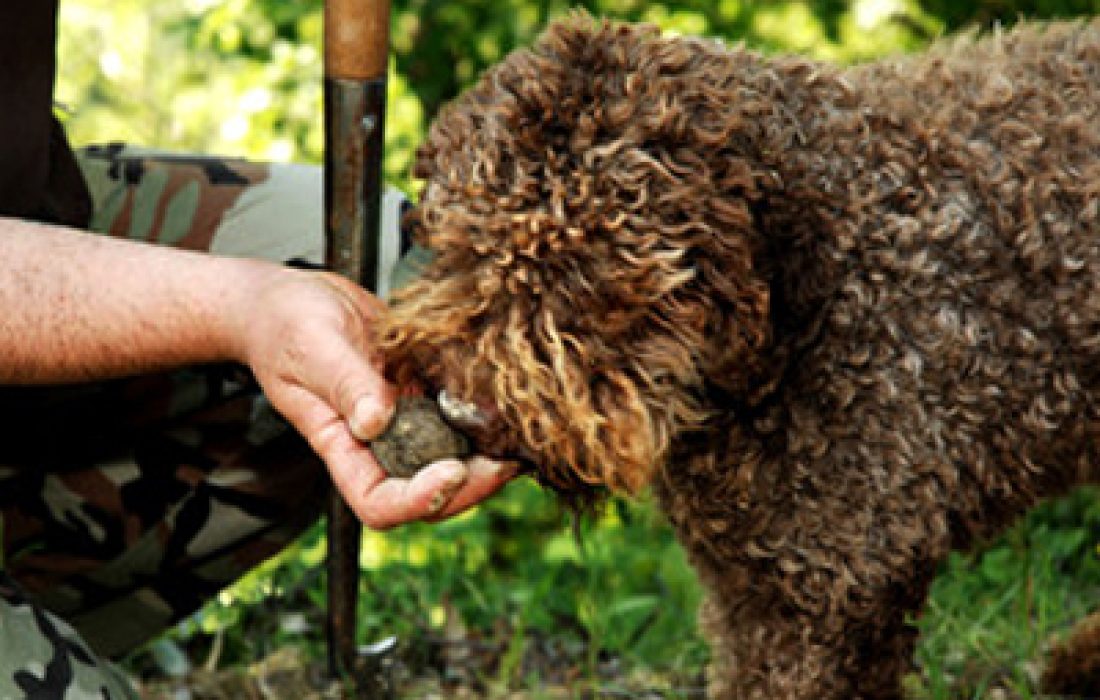 ruta dorada de la trufa. Tursoria
