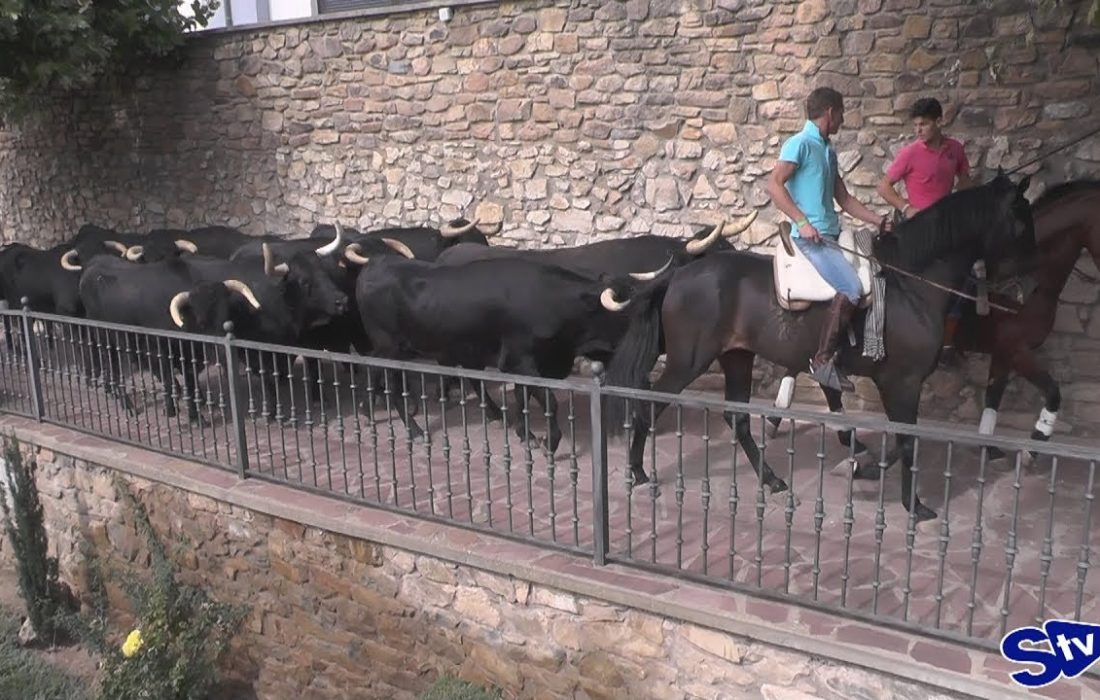 Tursoria trashumancia Agreda