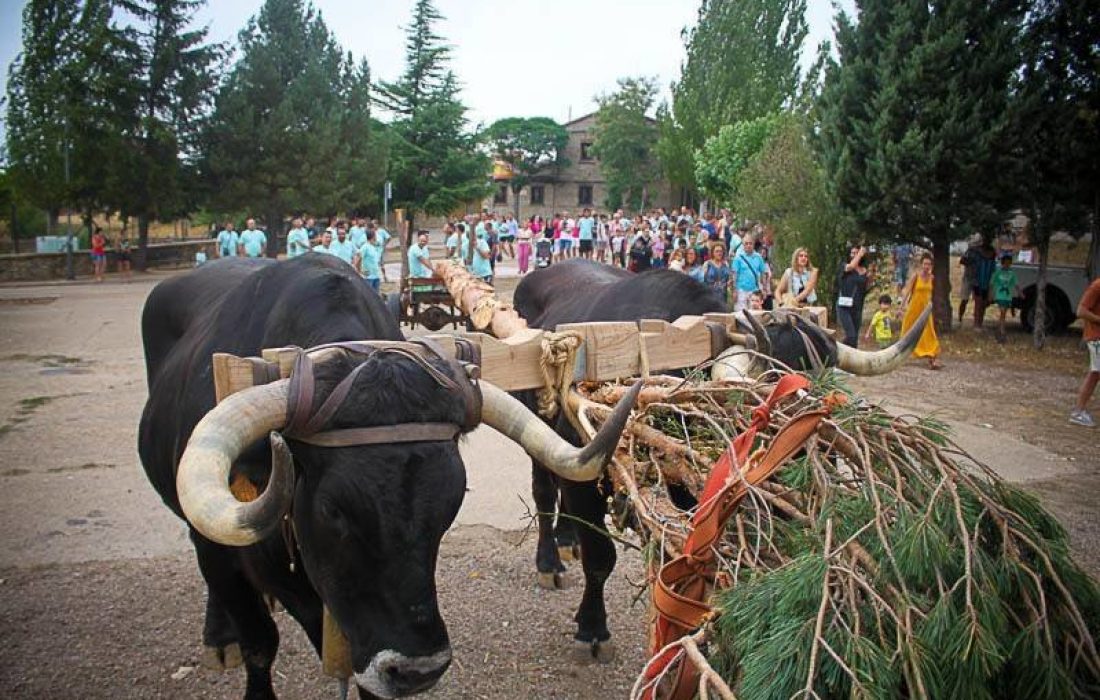 Tursoria pingada del mayo en Abejar