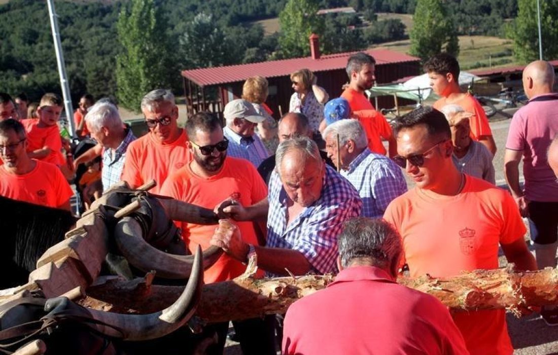 Tursoria pingada del mayo en Abejar