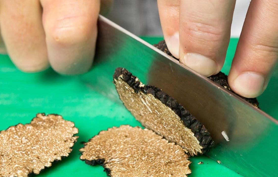 Tursoria recoleccion de trufa