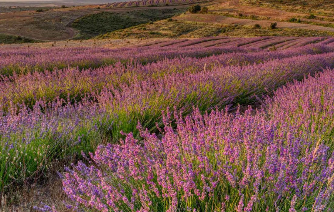 Tursoria campos de lavanda