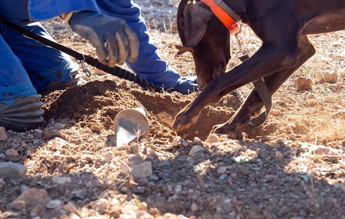 Tursoria recoleccion de trufa