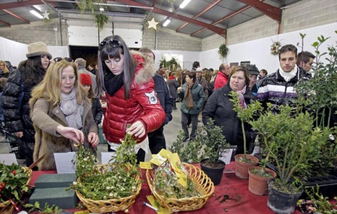 Tursoria acebo Oncala