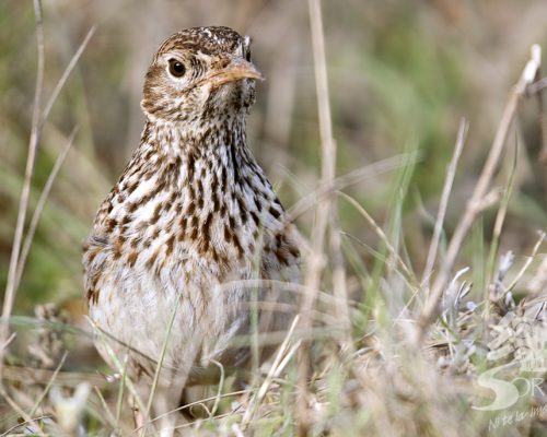 primavera-aves-alondra-ricoti-soria-ni-te-la-imaginas-7-1