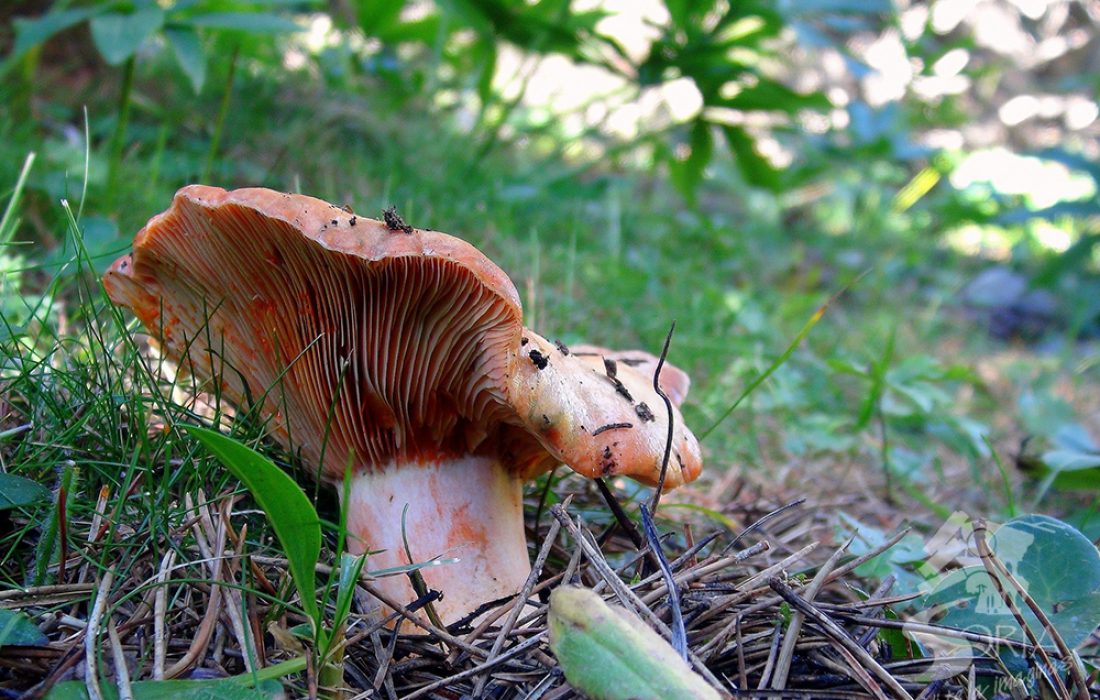 Tursoria desetasporsoria en Berlanga de Duero