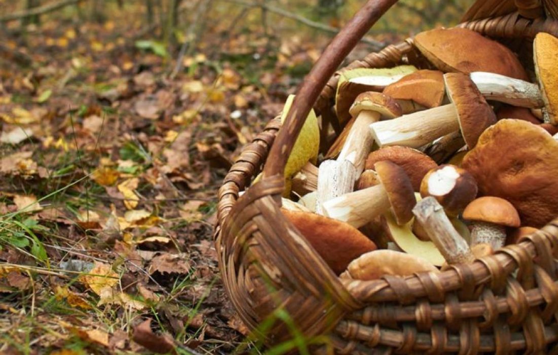 Taller cocina micologica en Beratón. Tursoria