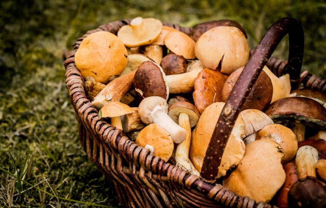 Ruta micologica y taller de reposteria en Quintanilla de tres barrios. Tursoria