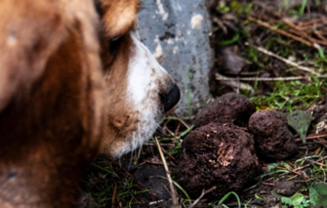 ruta dorada de la trufa. Tursoria