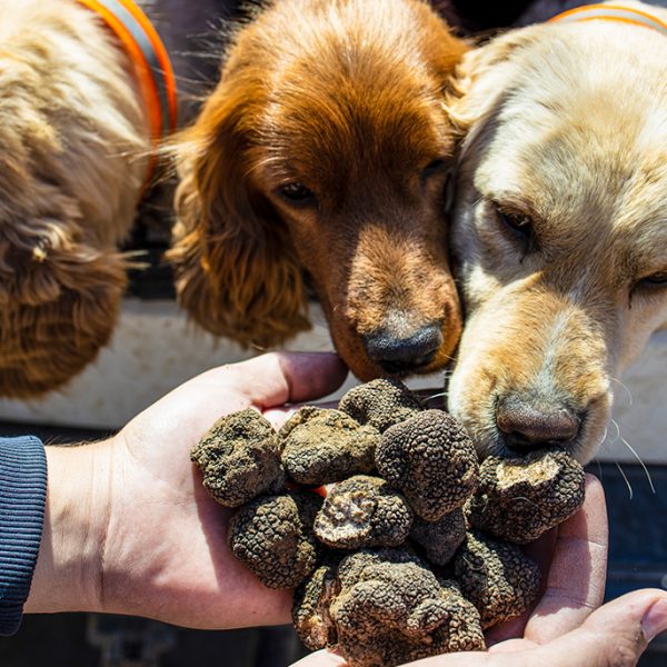 Tursoria jornada de trufas
