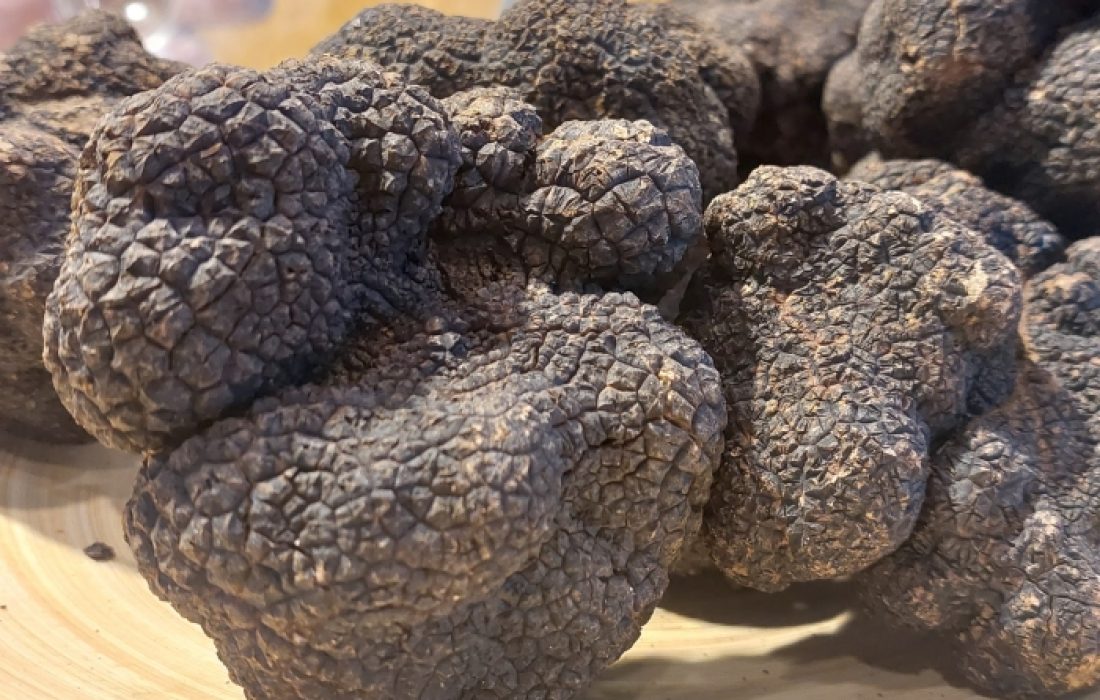 tursoria concurso nacional la trufa de abejar