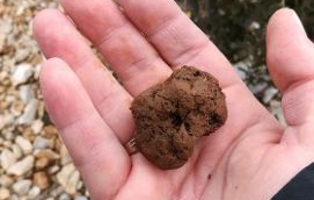 A la caza de la trufa". Tursoria