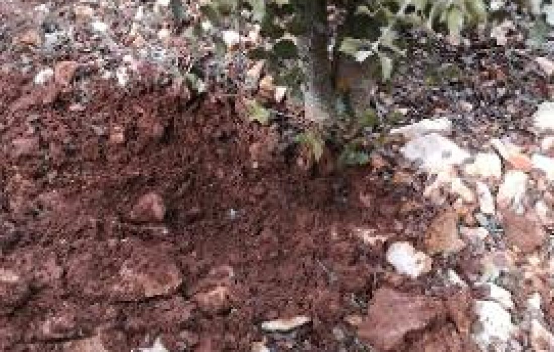 A la caza de la trufa". Tursoria