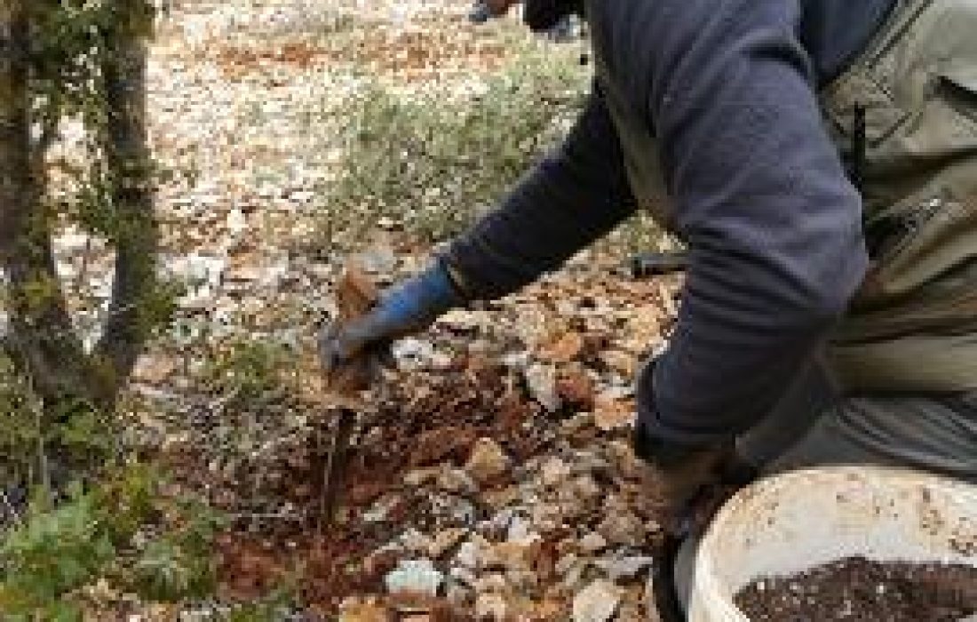 A la caza de la trufa". Tursoria