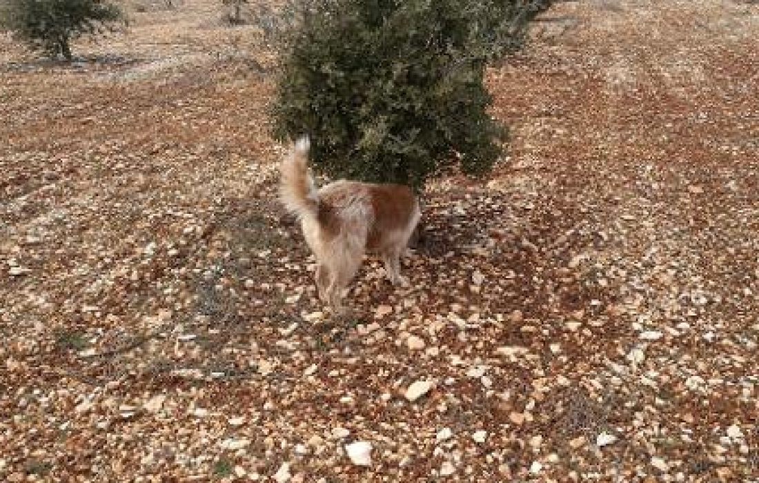 A la caza de la trufa". Tursoria