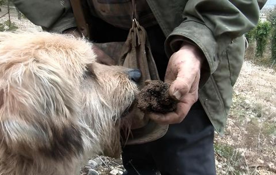 A la caza de la trufa". Tursoria
