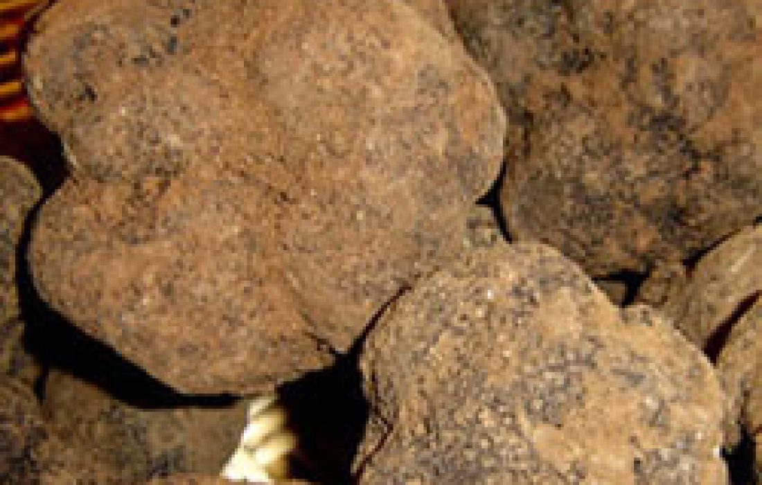 Feria de la trufa de Soria en Abejar. Tursoria