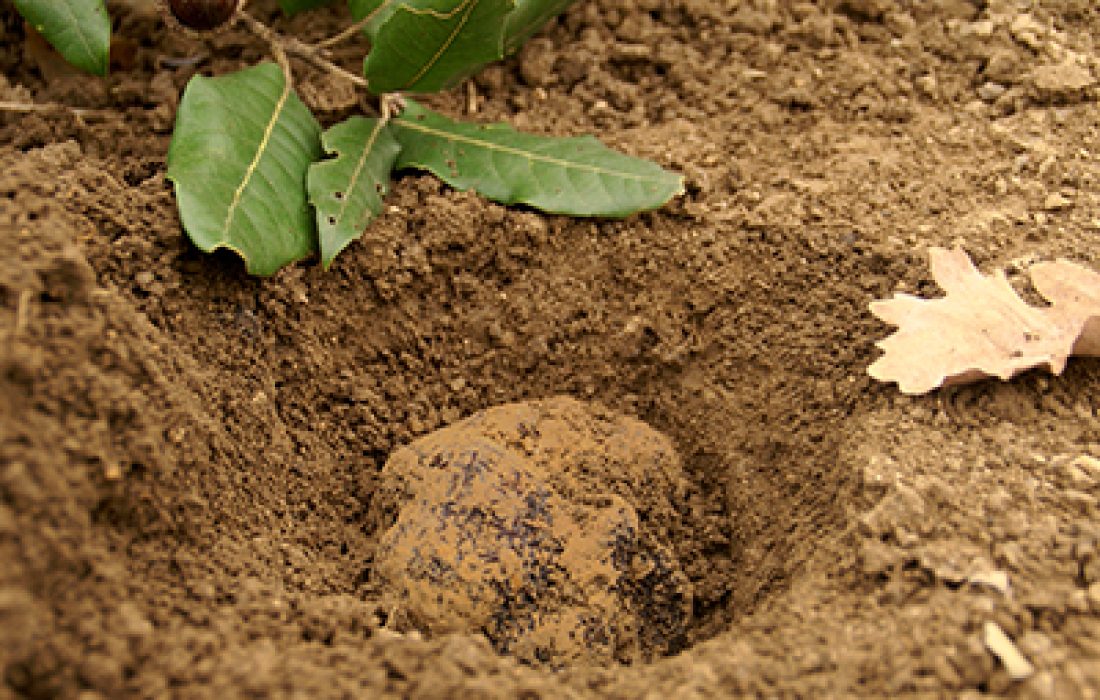 ruta dorada de la trufa. Tursoria