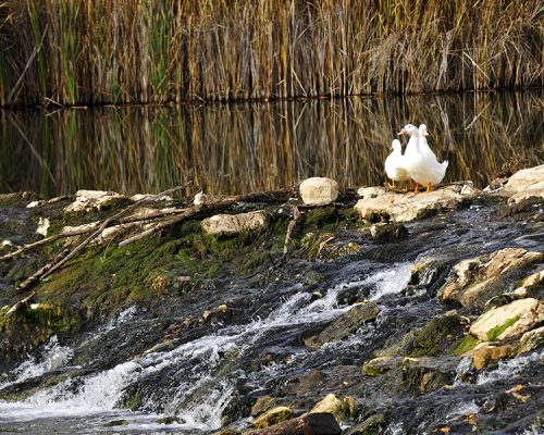 turismo-soria-espacios-verdes-senderos-flora-y-fauna-3