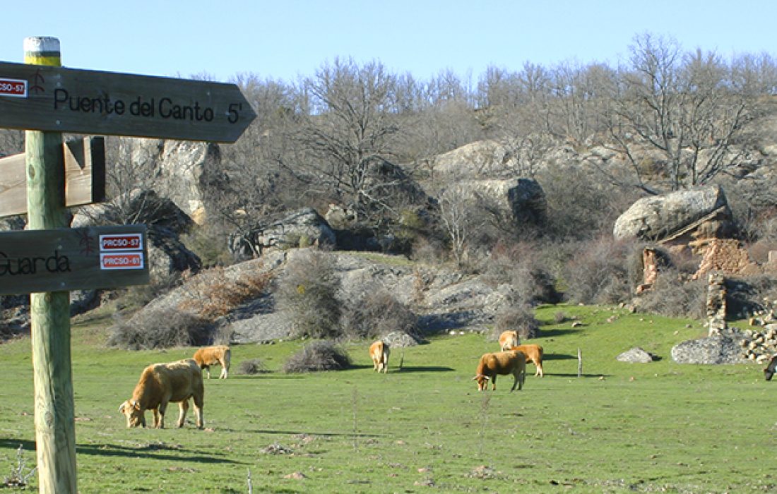 Tursoria ruta por el robledal centenario de Valonsadero