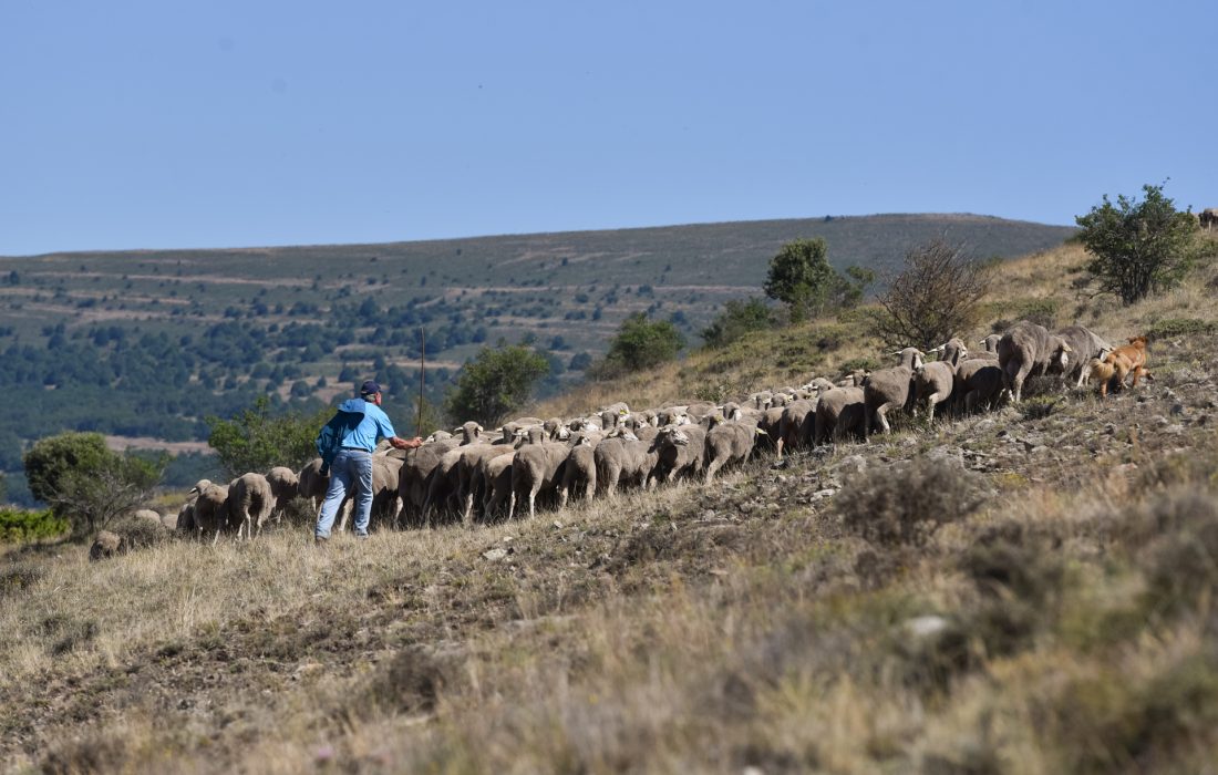 ultimos-pastores-trashumancia-soria-reportaje-23