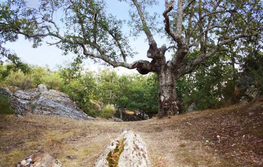 Tursoria ruta por el robledal centenario de Valonsadero