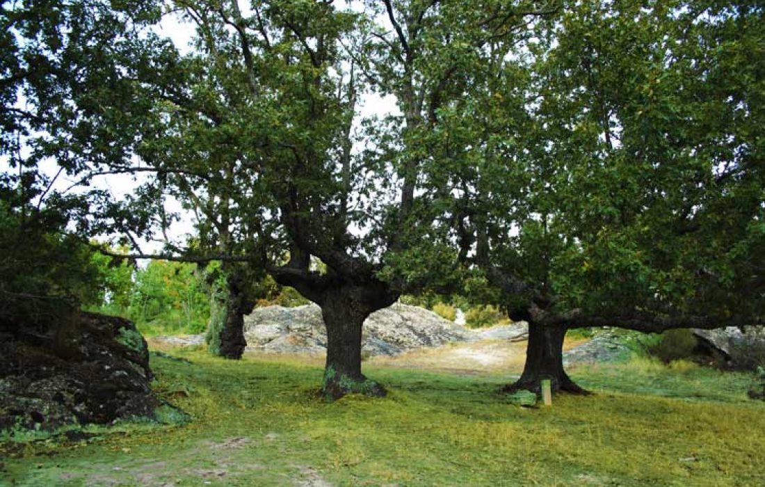 Tursoria ruta por el robledal centenario de Valonsadero